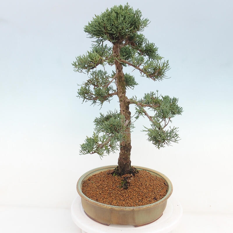 Outdoor-Bonsai - Juniperus chinensis Kishu - Chinesischer Wacholder