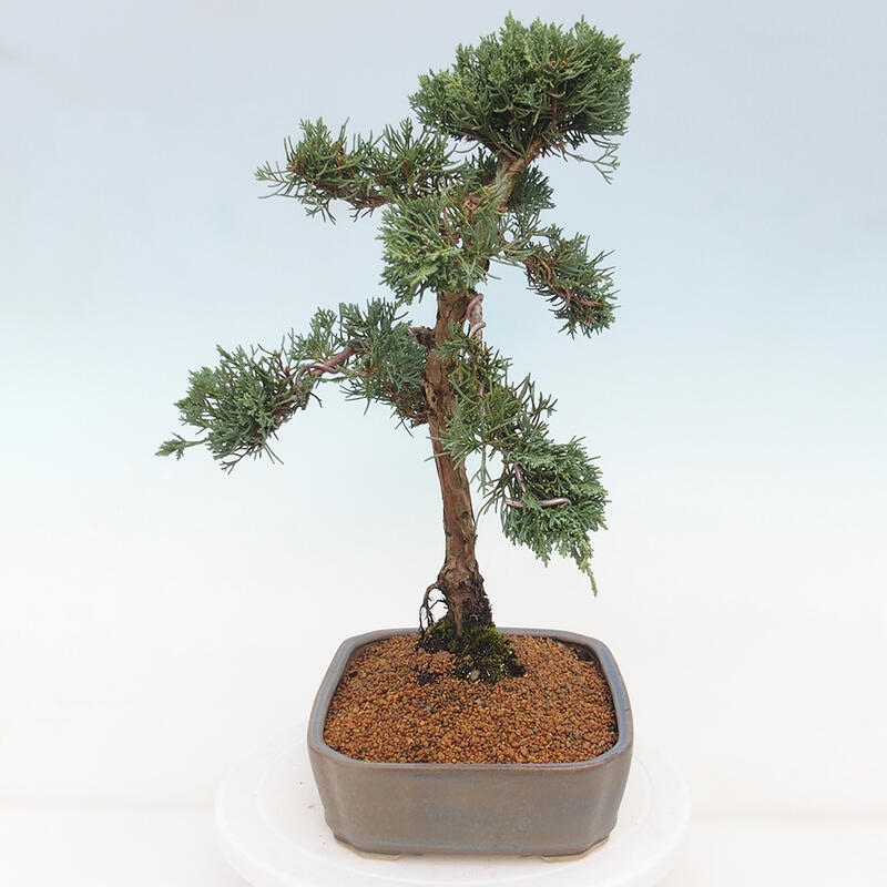 Outdoor-Bonsai - Juniperus chinensis Kishu - Chinesischer Wacholder