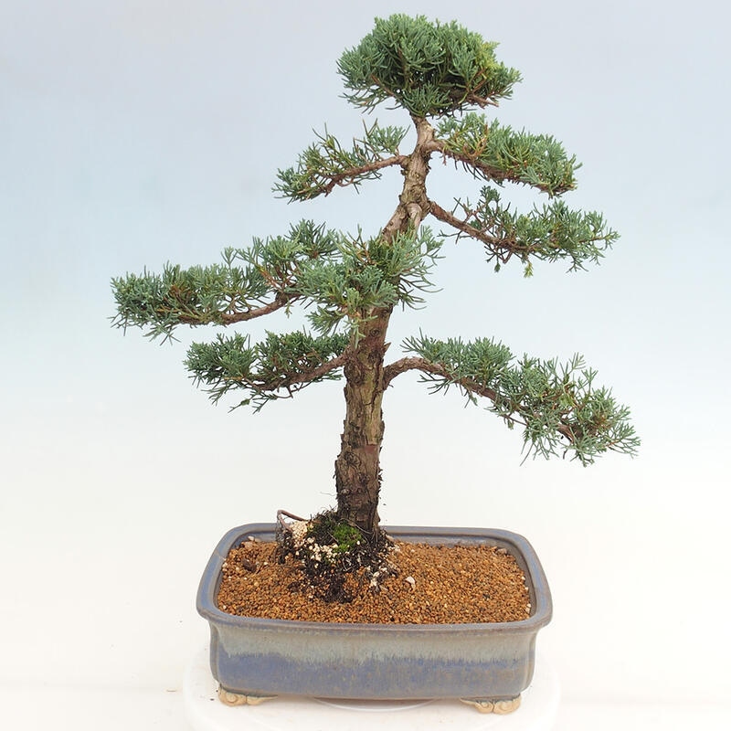 Outdoor-Bonsai - Juniperus chinensis Kishu - Chinesischer Wacholder