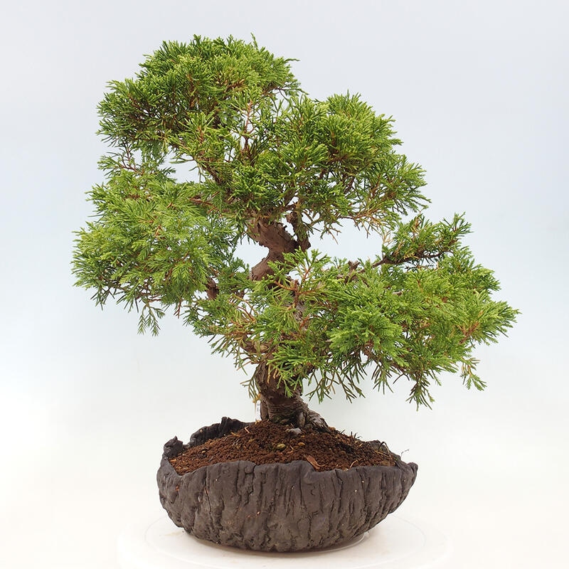 Bonsai im Freien - Juniperus chinensis Kishu - Chinesischer Wacholder