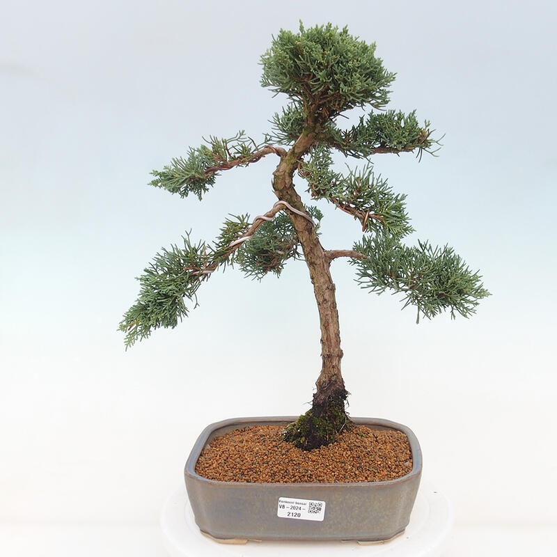 Outdoor-Bonsai - Juniperus chinensis Kishu - Chinesischer Wacholder