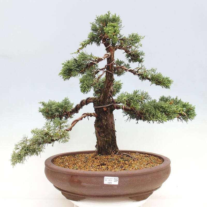 Outdoor-Bonsai - Juniperus chinensis Kishu - Chinesischer Wacholder