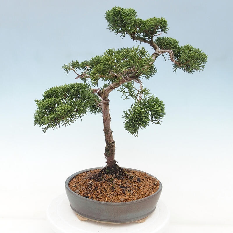 Outdoor-Bonsai - Juniperus chinensis Kishu - Chinesischer Wacholder