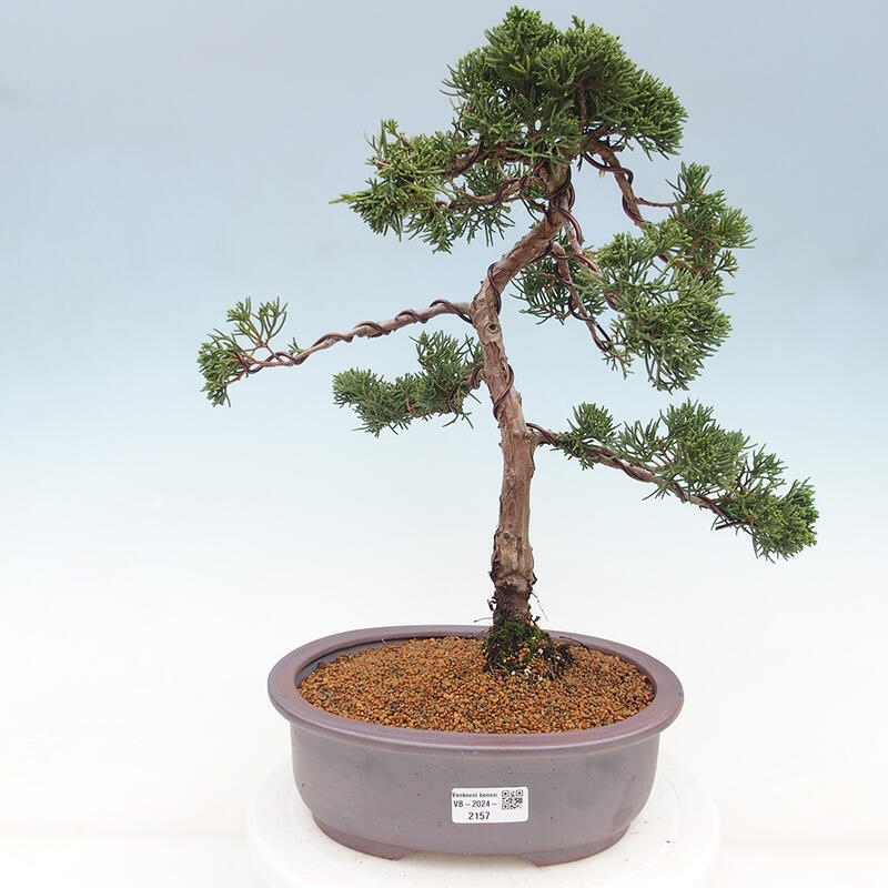 Outdoor-Bonsai - Juniperus chinensis Kishu - Chinesischer Wacholder