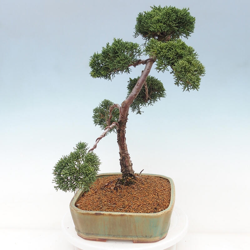 Outdoor-Bonsai - Juniperus chinensis Kishu - Chinesischer Wacholder