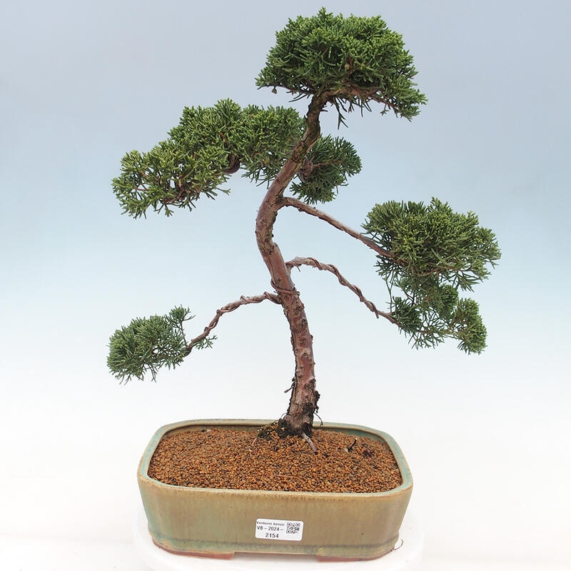 Outdoor-Bonsai - Juniperus chinensis Kishu - Chinesischer Wacholder