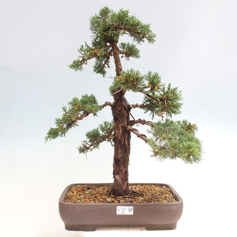 Outdoor-Bonsai - Juniperus chinensis Kishu - Chinesischer Wacholder