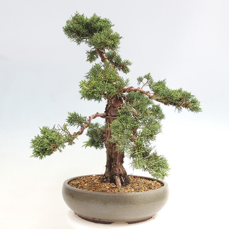 Outdoor-Bonsai - Juniperus chinensis Kishu - Chinesischer Wacholder