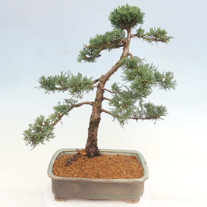 Outdoor-Bonsai - Juniperus chinensis Kishu - Chinesischer Wacholder