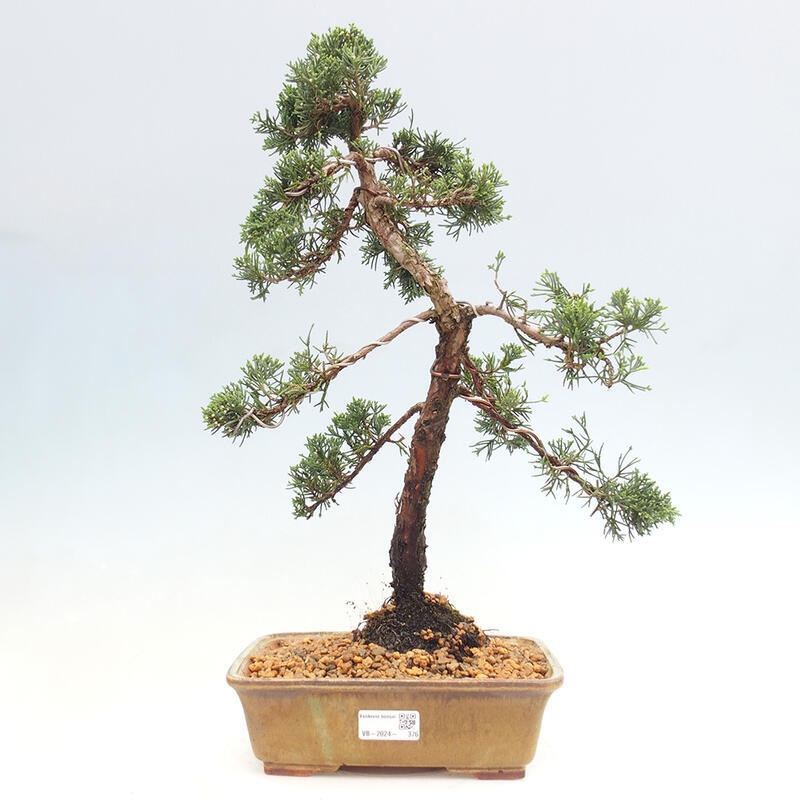 Outdoor-Bonsai - Juniperus chinensis Kishu - Chinesischer Wacholder