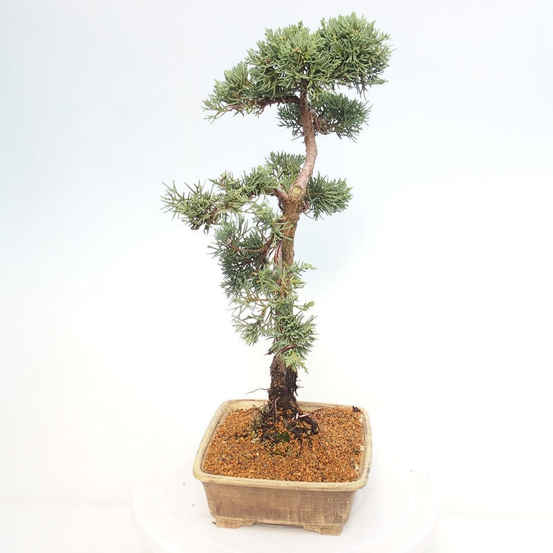 Outdoor-Bonsai - Juniperus chinensis Kishu - Chinesischer Wacholder