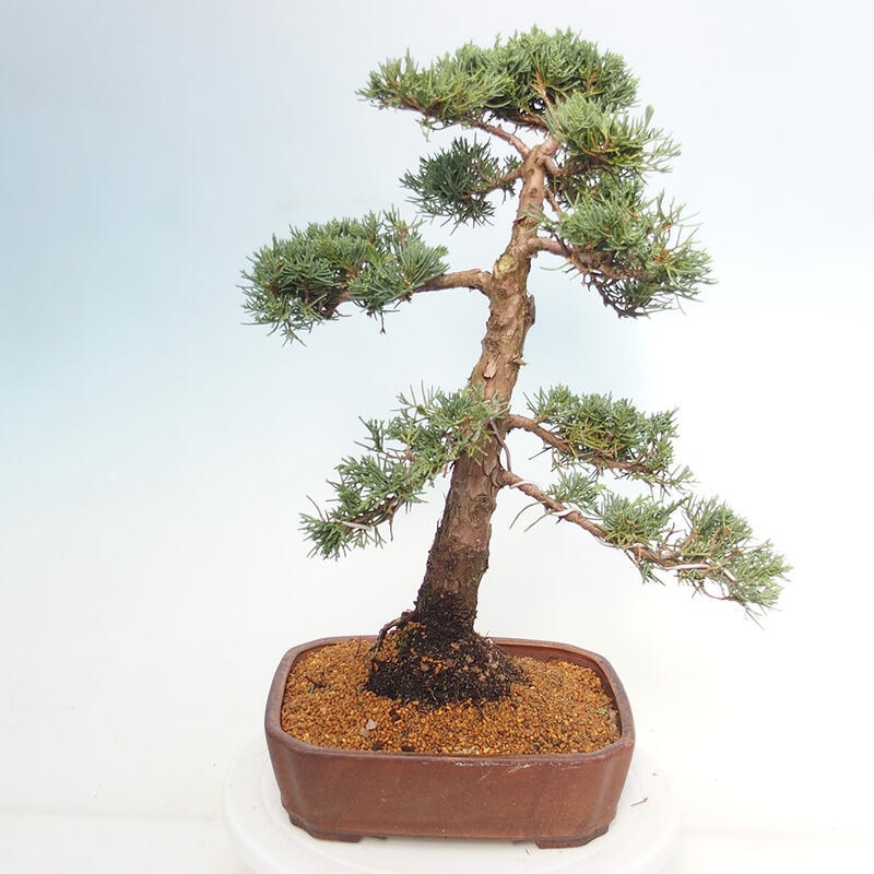 Outdoor-Bonsai - Juniperus chinensis Kishu - Chinesischer Wacholder