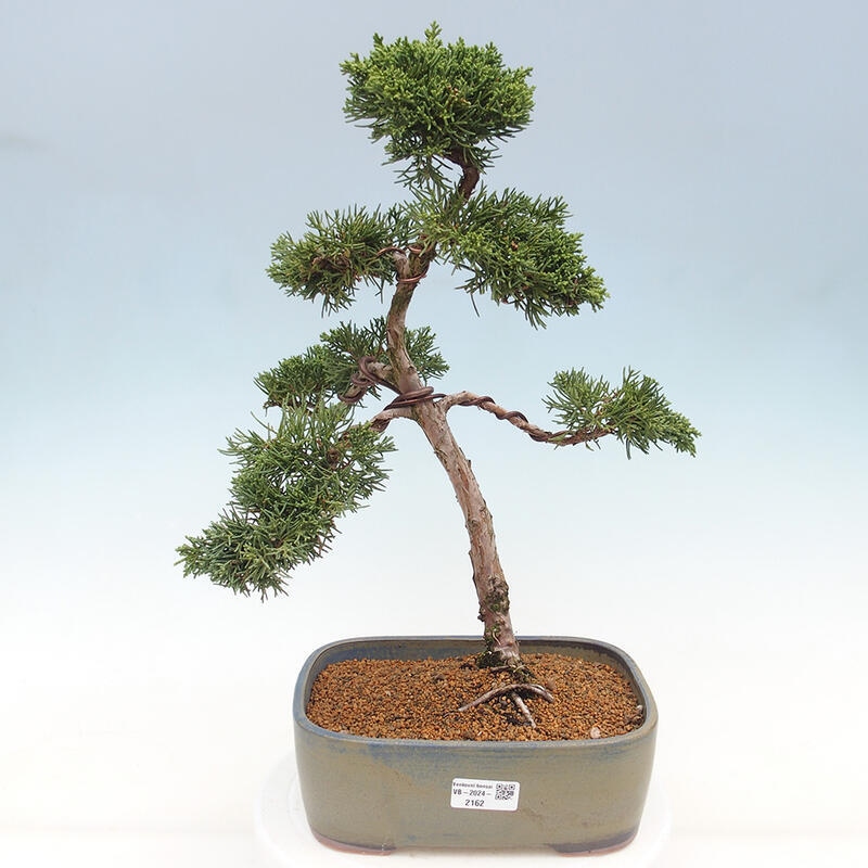 Outdoor-Bonsai - Juniperus chinensis Kishu - Chinesischer Wacholder