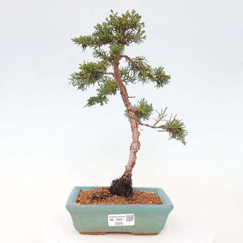 Bonsai im Freien - Juniperus chinensis Kishu - Chinesischer Wacholder