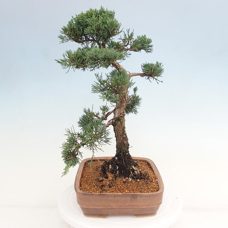 Outdoor-Bonsai - Juniperus chinensis Kishu - Chinesischer Wacholder