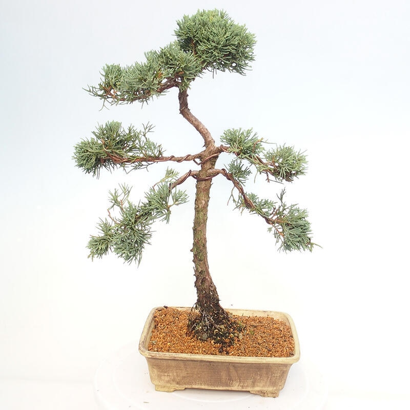 Outdoor-Bonsai - Juniperus chinensis Kishu - Chinesischer Wacholder