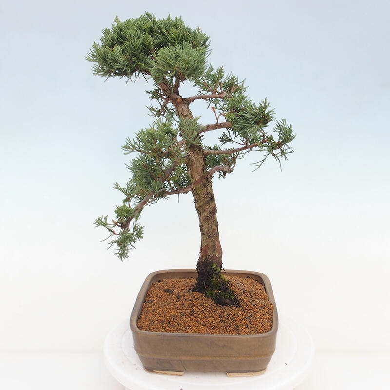 Outdoor-Bonsai - Juniperus chinensis Kishu - Chinesischer Wacholder