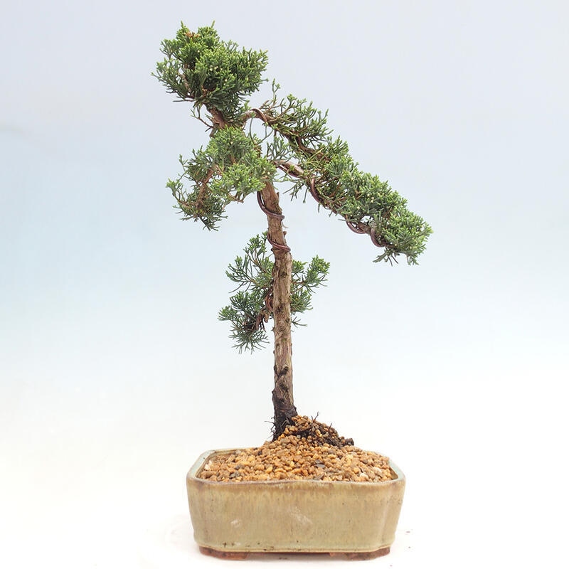 Outdoor-Bonsai - Juniperus chinensis Kishu - Chinesischer Wacholder