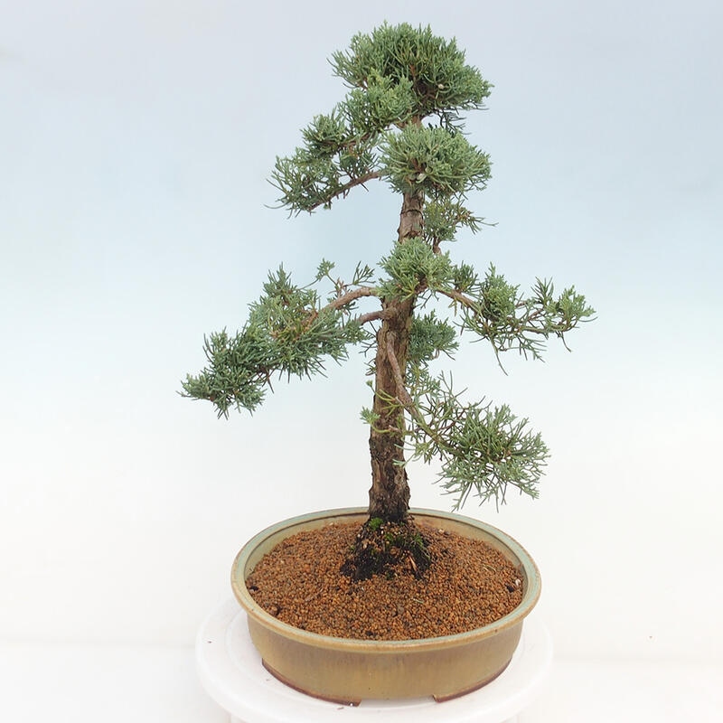 Outdoor-Bonsai - Juniperus chinensis Kishu - Chinesischer Wacholder