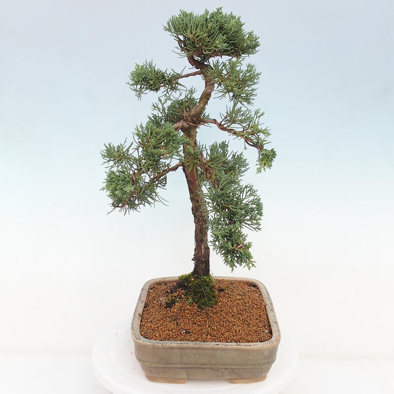 Outdoor-Bonsai - Juniperus chinensis Kishu - Chinesischer Wacholder