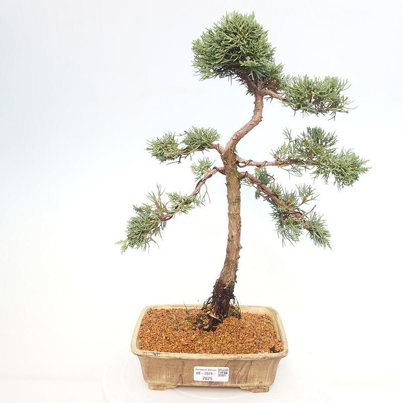 Outdoor-Bonsai - Juniperus chinensis Kishu - Chinesischer Wacholder