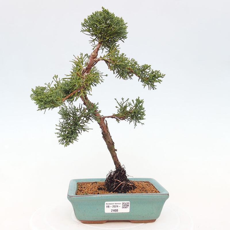 Bonsai im Freien - Juniperus chinensis Kishu - Chinesischer Wacholder