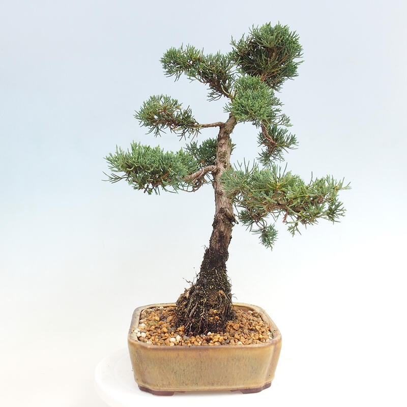 Outdoor-Bonsai - Juniperus chinensis Kishu - Chinesischer Wacholder