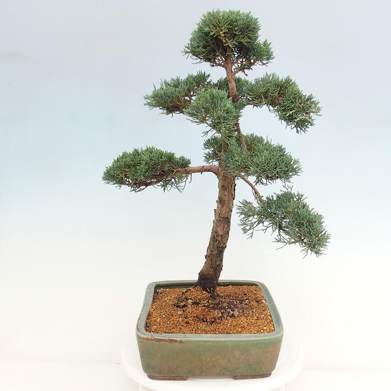 Outdoor-Bonsai - Juniperus chinensis Kishu - Chinesischer Wacholder