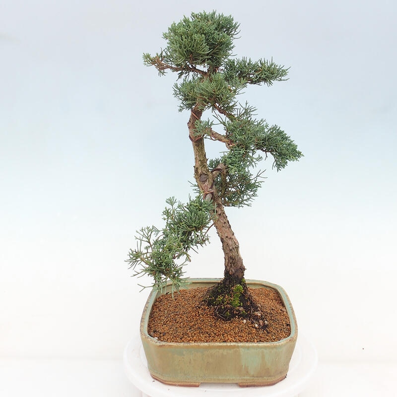 Outdoor-Bonsai - Juniperus chinensis Kishu - Chinesischer Wacholder