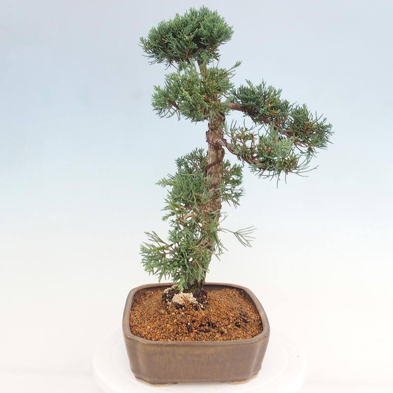 Outdoor-Bonsai - Juniperus chinensis Kishu - Chinesischer Wacholder