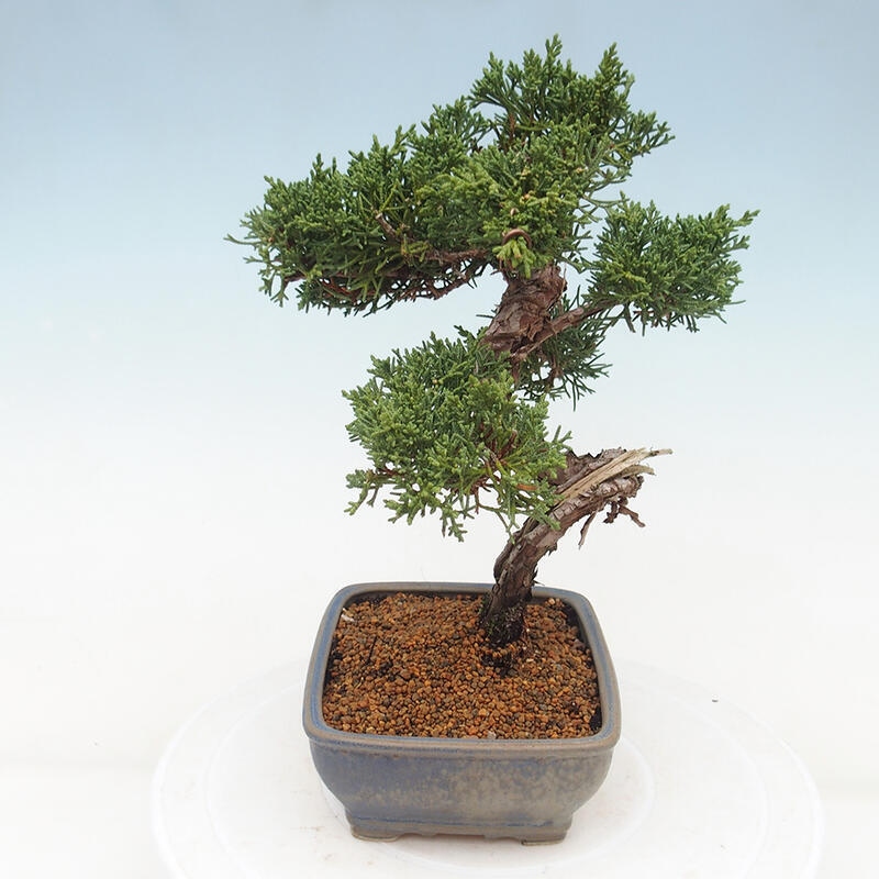 Outdoor-Bonsai - Juniperus chinensis Kishu - Chinesischer Wacholder