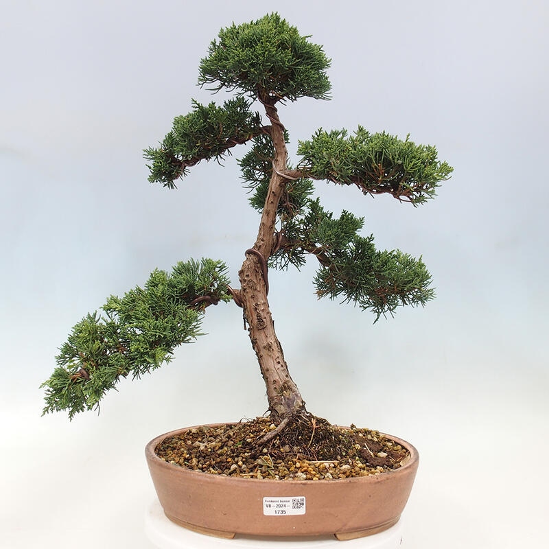 Bonsai im Freien - Juniperus chinensis Kishu - Chinesischer Wacholder