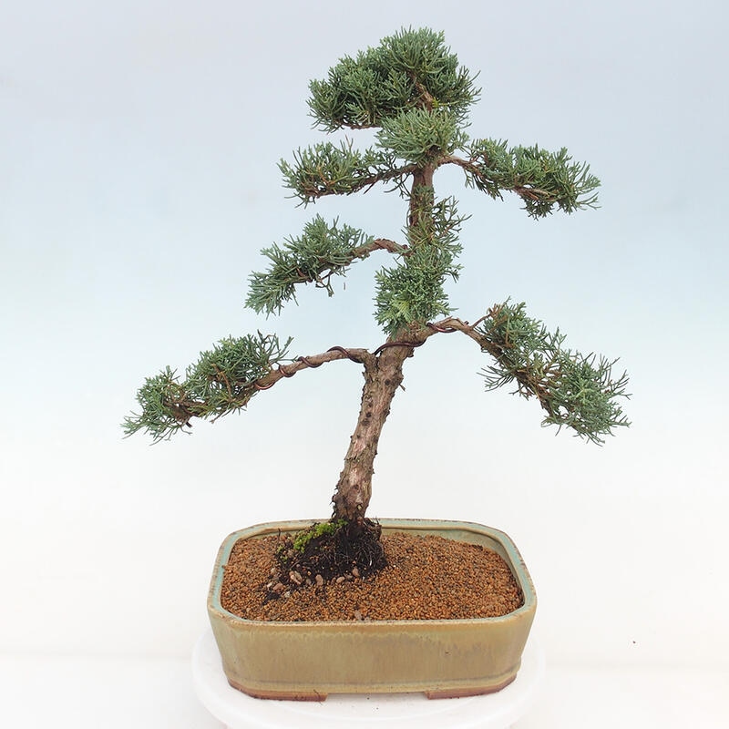 Outdoor-Bonsai - Juniperus chinensis Kishu - Chinesischer Wacholder