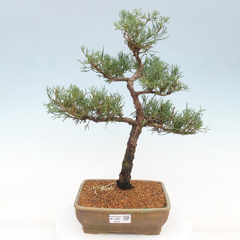 Outdoor-Bonsai - Juniperus chinensis Kishu - Chinesischer Wacholder