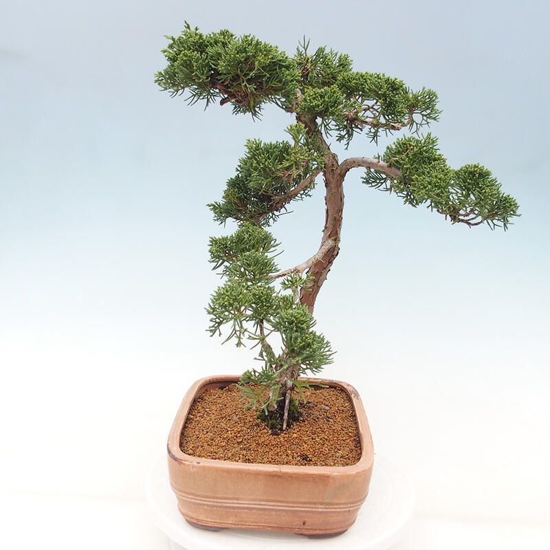 Outdoor-Bonsai - Juniperus chinensis Kishu - Chinesischer Wacholder