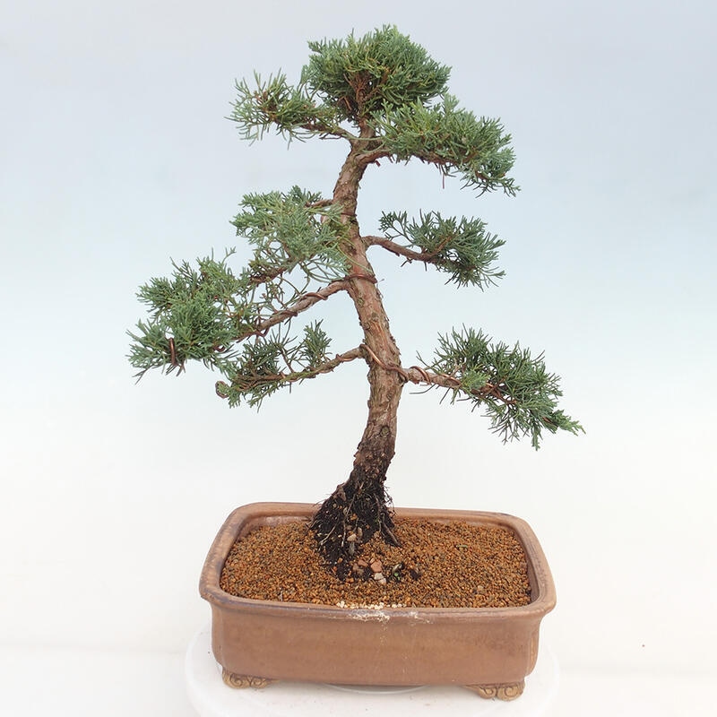 Outdoor-Bonsai - Juniperus chinensis Kishu - Chinesischer Wacholder