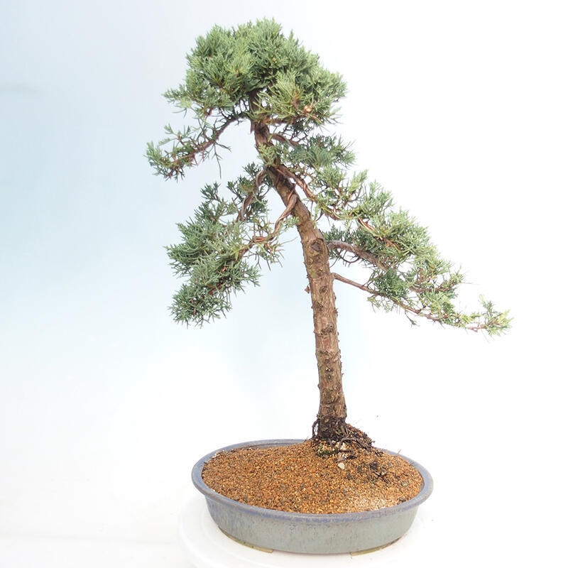 Outdoor-Bonsai - Juniperus chinensis Kishu - Chinesischer Wacholder