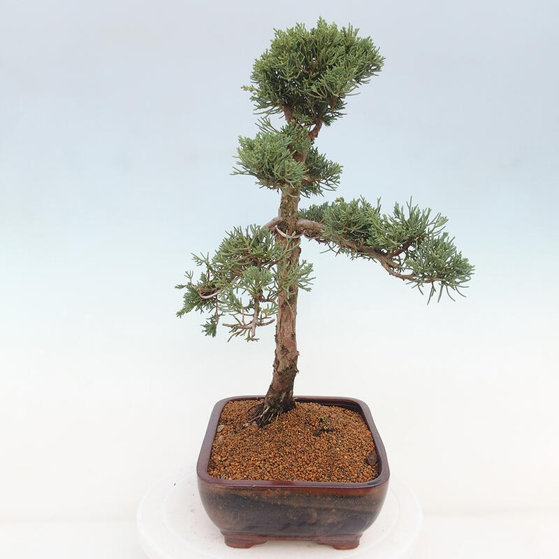 Outdoor-Bonsai - Juniperus chinensis Kishu - Chinesischer Wacholder