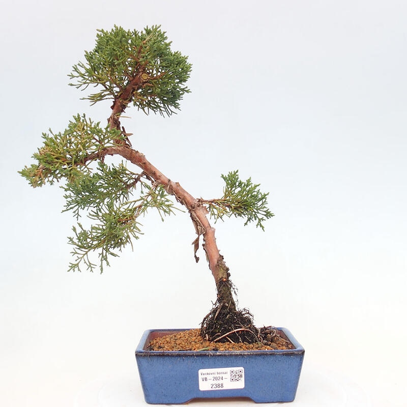 Bonsai im Freien - Juniperus chinensis Kishu - Chinesischer Wacholder