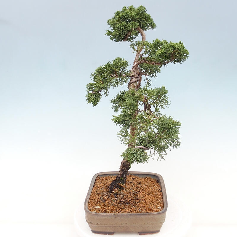 Outdoor-Bonsai - Juniperus chinensis Kishu - Chinesischer Wacholder