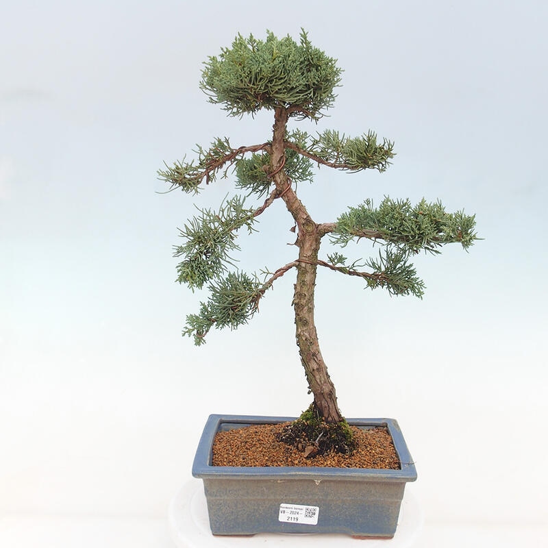 Outdoor-Bonsai - Juniperus chinensis Kishu - Chinesischer Wacholder