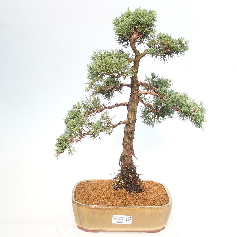 Outdoor-Bonsai - Juniperus chinensis Kishu - Chinesischer Wacholder