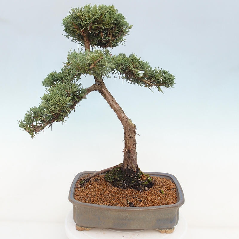 Outdoor-Bonsai - Juniperus chinensis Kishu - Chinesischer Wacholder