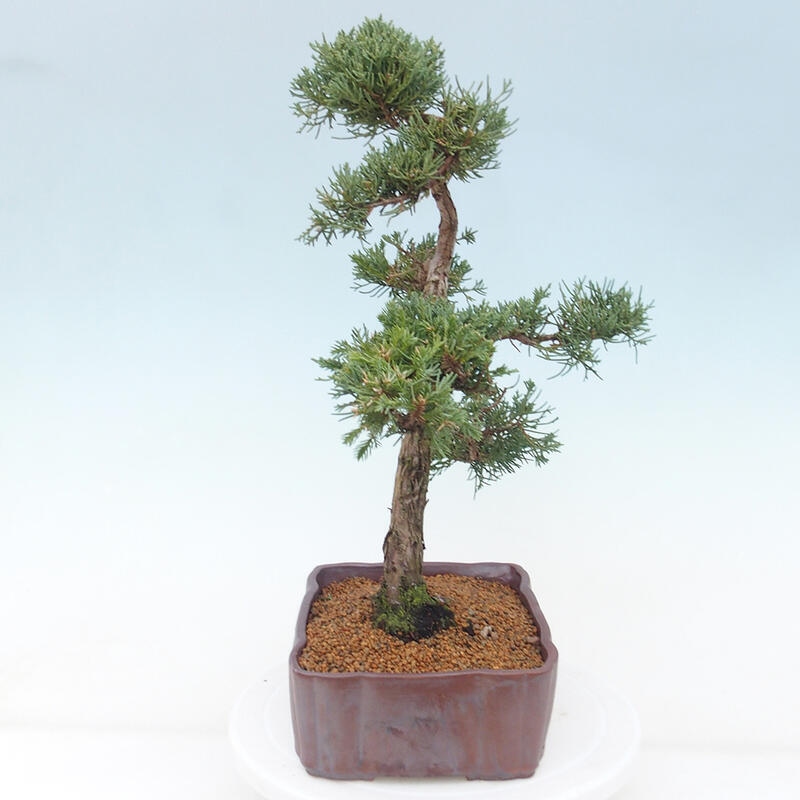 Outdoor-Bonsai - Juniperus chinensis Kishu - Chinesischer Wacholder