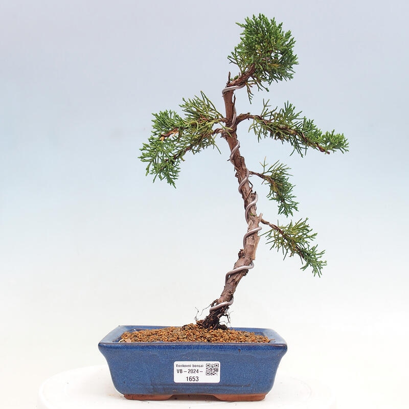 Bonsai im Freien - Juniperus chinensis Kishu - Chinesischer Wacholder