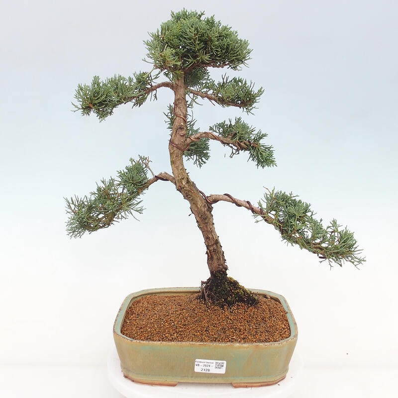 Outdoor-Bonsai - Juniperus chinensis Kishu - Chinesischer Wacholder