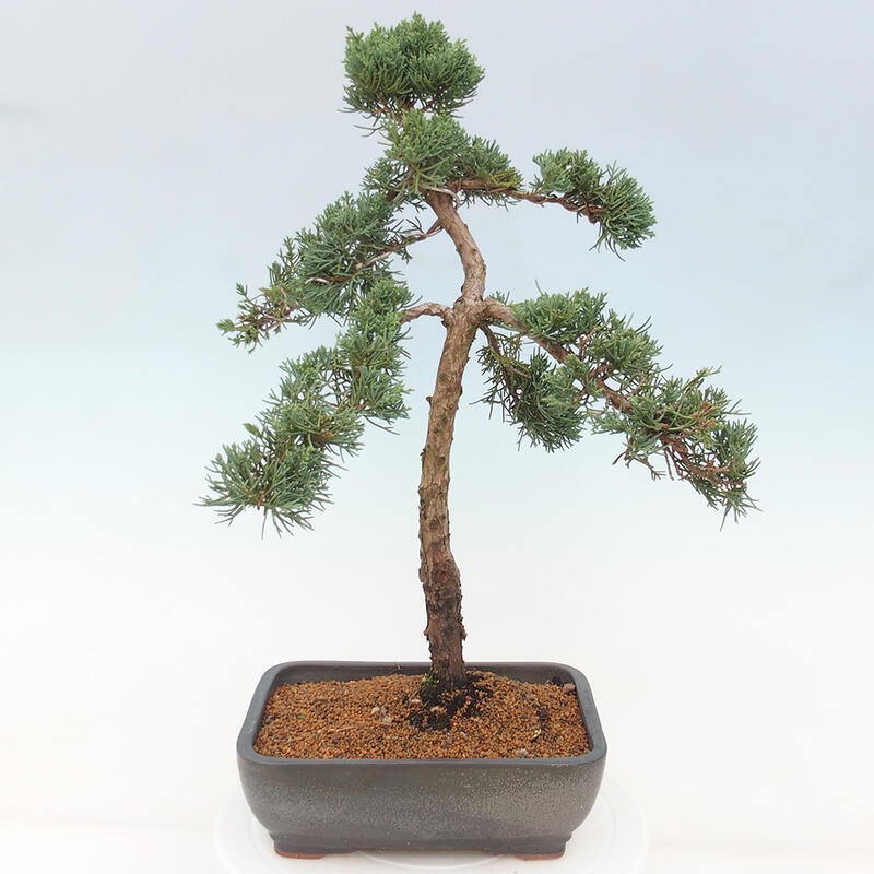 Outdoor-Bonsai - Juniperus chinensis Kishu - Chinesischer Wacholder