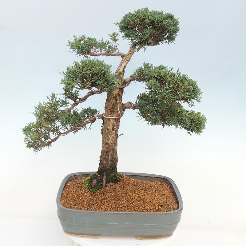 Outdoor-Bonsai - Juniperus chinensis Kishu - Chinesischer Wacholder