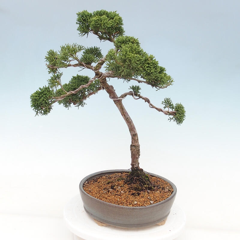 Outdoor-Bonsai - Juniperus chinensis Kishu - Chinesischer Wacholder