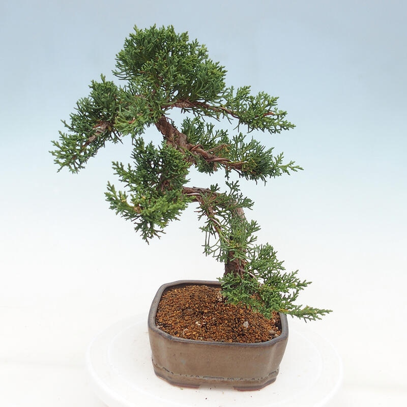 Outdoor-Bonsai - Juniperus chinensis Kishu - Chinesischer Wacholder